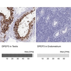 DPEP3 Antibody, Novus Biologicals 25 &mu;L | Buy Online | Novus Biologicals | Fisher Scientific